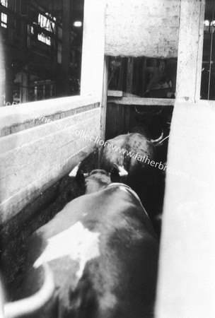 SWIFT AUSTRALIA WORKS : MEAT-PACKING : CATTLE IN PENS